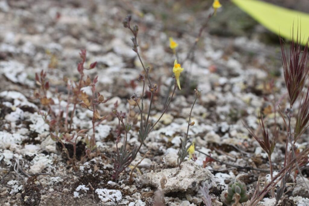 Linaria glauca subsp. glauca (L.) Chaz. / Linaria, Pajarita