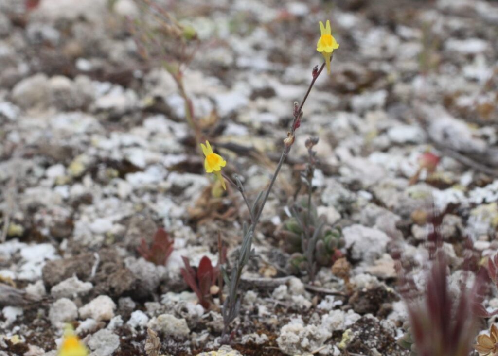 Linaria glauca subsp. glauca (L.) Chaz. / Linaria, Pajarita