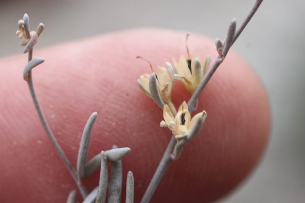 Linaria glauca subsp. glauca (L.) Chaz. / Linaria, Pajarita