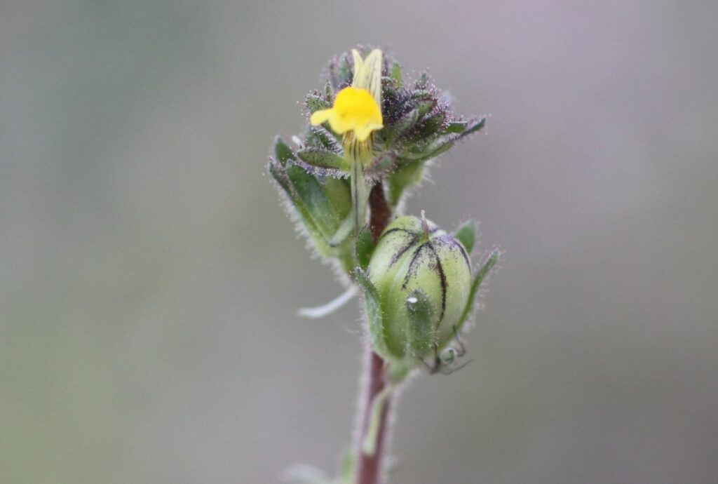 Linaria simplex Willd. ex Desf. / Linaria amarilla de hoja estrecha