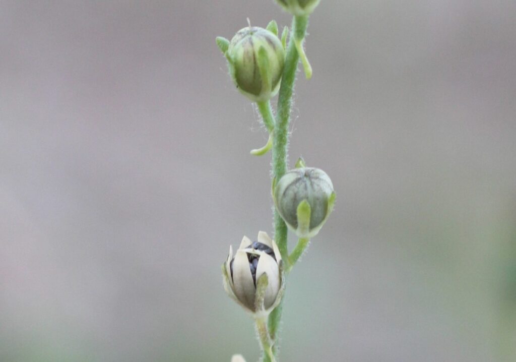 Linaria simplex Willd. ex Desf. / Linaria amarilla de hoja estrecha