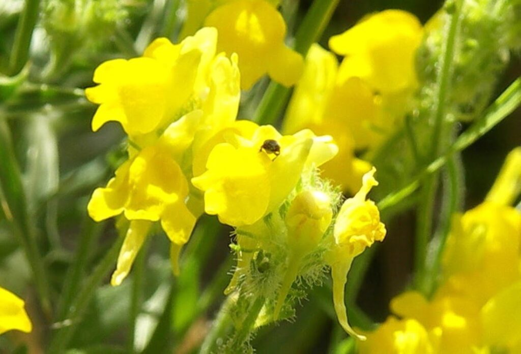 Linaria saxatilis (L.) Chaz