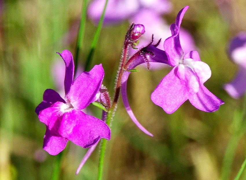 Linaria elegans Cav. / Mosquitas azules