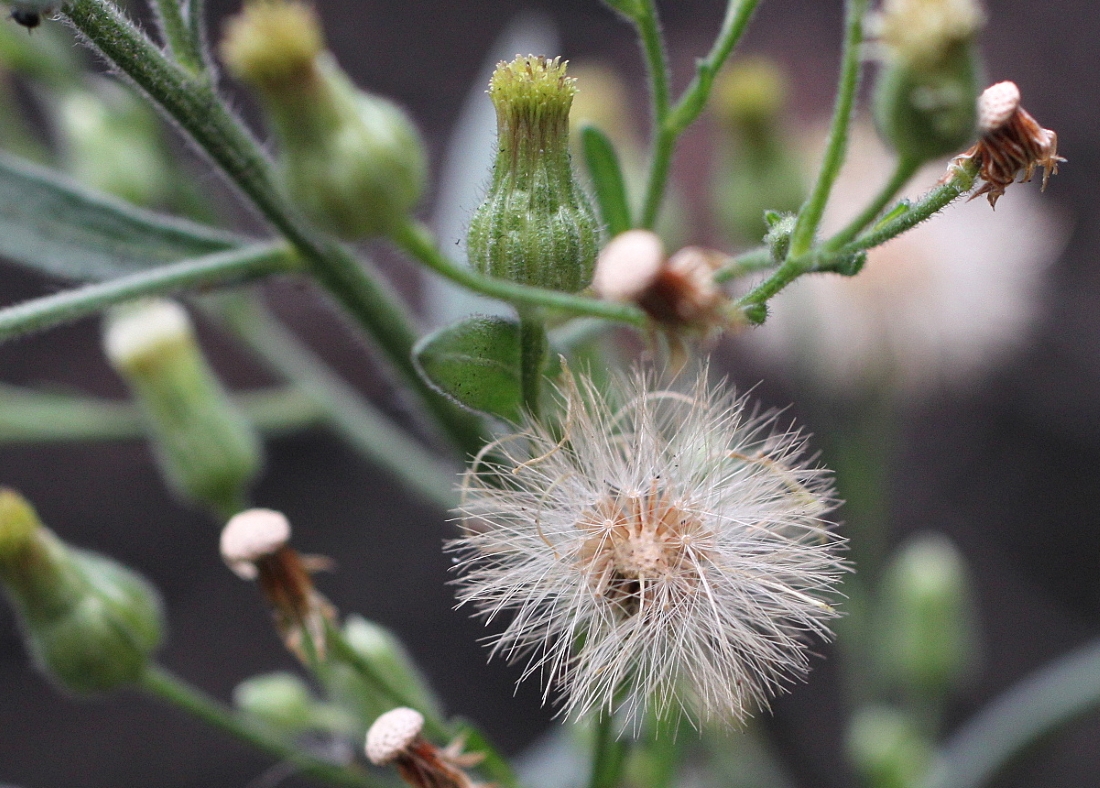 Erigeron sumatrensis Retz. = Conyza sumatrensis (Retz) E. Walker ARBA Bajo Jarama
