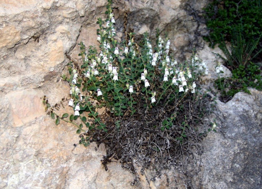 Antirrhinum pulverulentum / Lázaro Ibiza