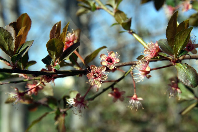 Prunus cerasifera var. pissardii (Carrière) C.K. Schneid. - P. atropurpurea H. Jaeger