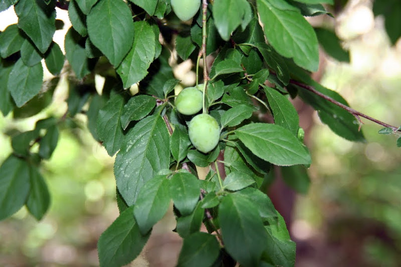 Prunus cerasus L./ Guindo