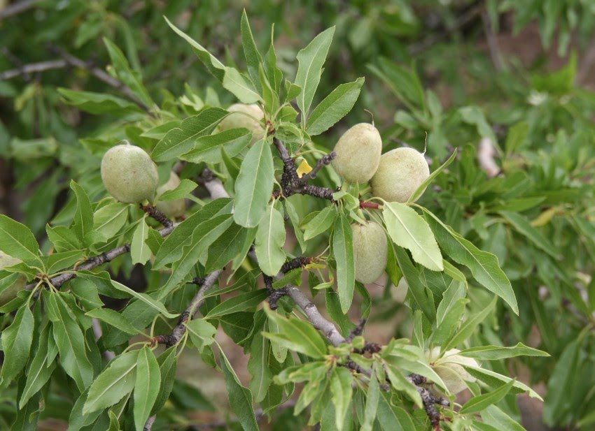 Prunus dulcis (Mill.) D.A. Webb / Almendro