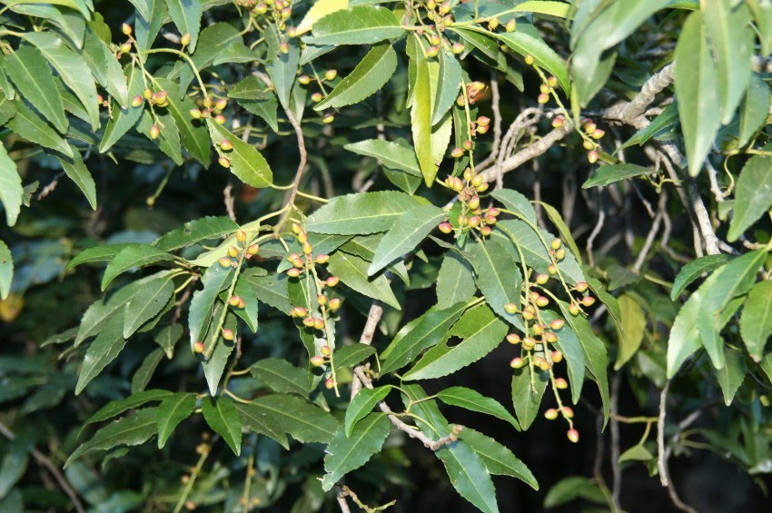 Prunus lusitanica L. subps. lusitanica / Loro