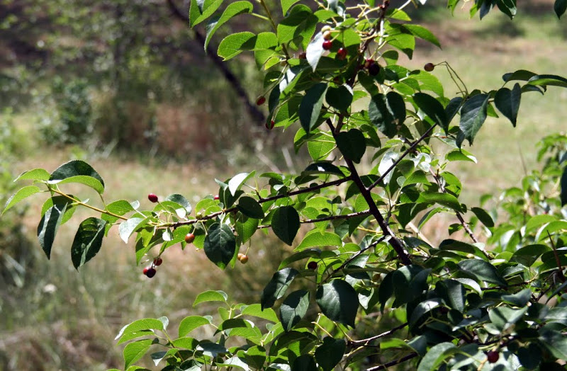 Prunus mahaleb L. / Cerezo de Santa Lucía