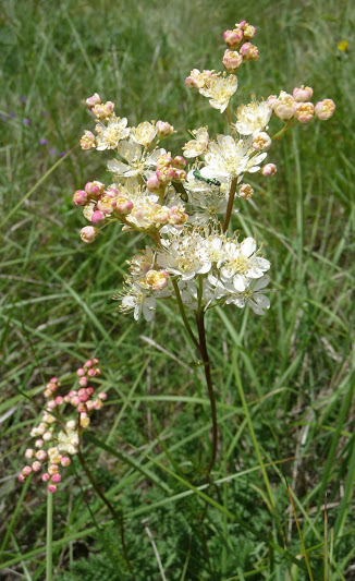 Filipendula vulgaris Moench / Filipéndula
