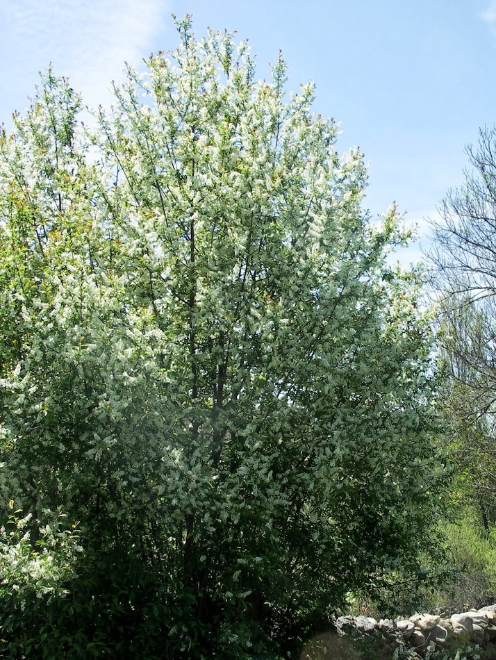 Prunus padus L. sbp. padus / Cerezo aliso