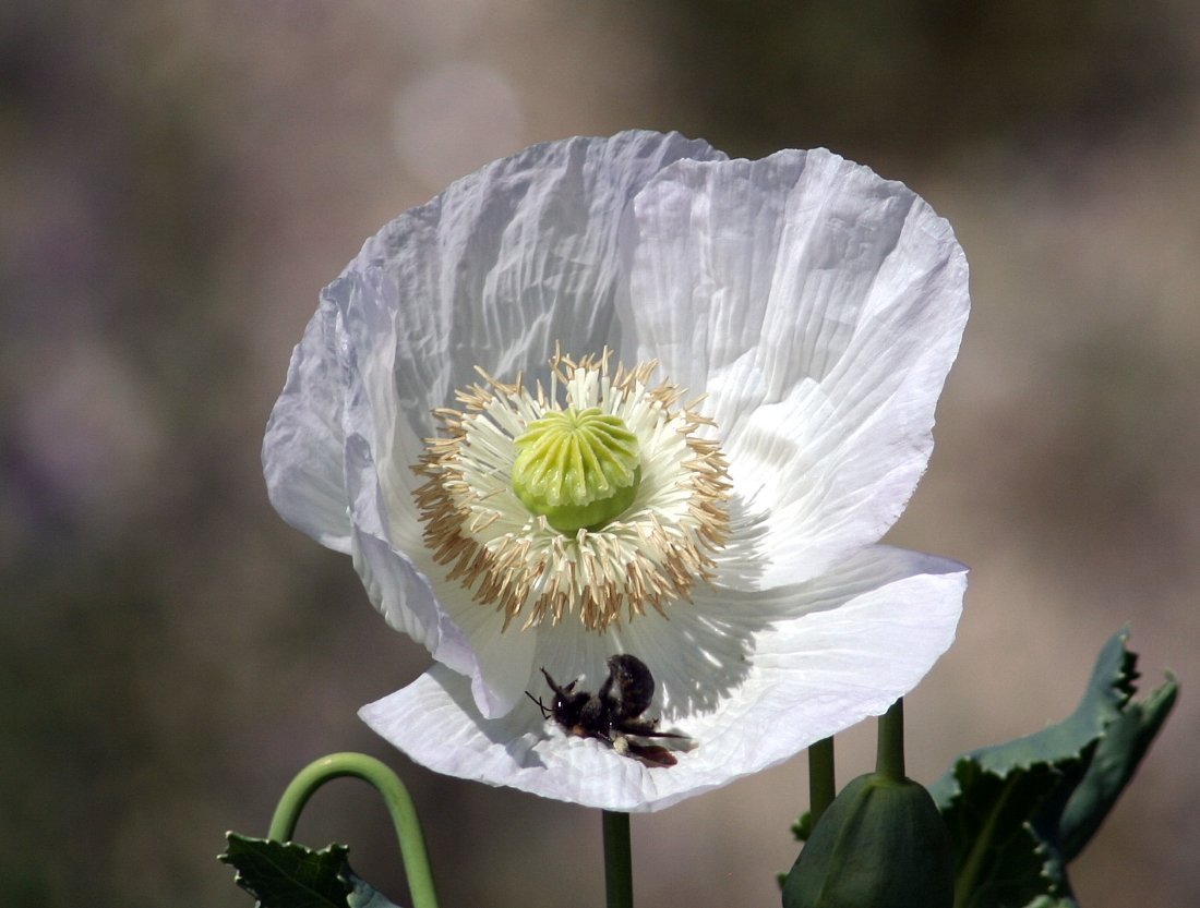 Capsule E Fiori Del Papavero Da Oppio, Papaver Somniferum Fotografia